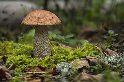 Close-up of mushroom growing on field