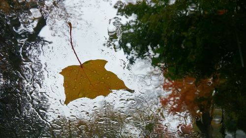 Close-up of leaves in water