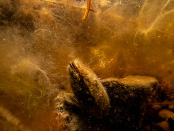 A blue mussel, mytilus edulis, in cold northern european waters.