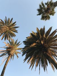 Low angle view of palm trees against clear sky