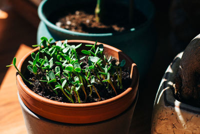 Close-up of potted plants on table