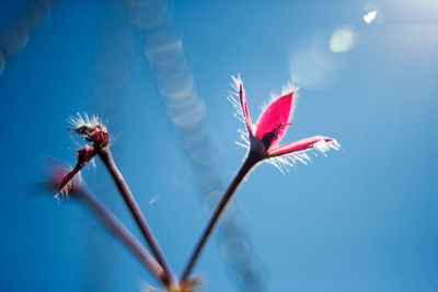 Close-up of red flowering plant against blue sky