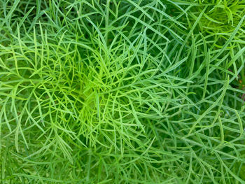 Full frame shot of fresh green field