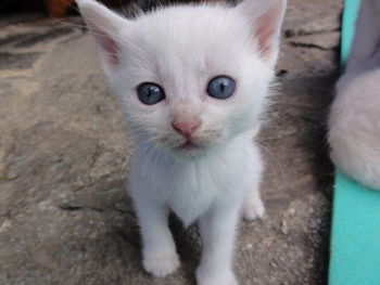 Close-up portrait of white cat