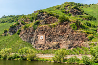 River moselle near zeltingen-rachtig and mountain with vineyards, slate rocks and sundial