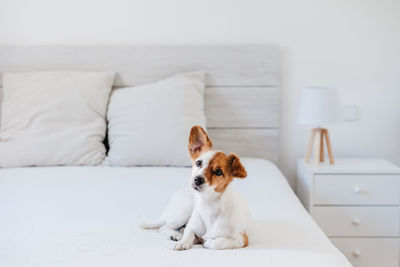 Cute small jack russell dog lying on bed at home during daytime. pets indoors