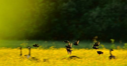 Blurred motion of birds flying over plants