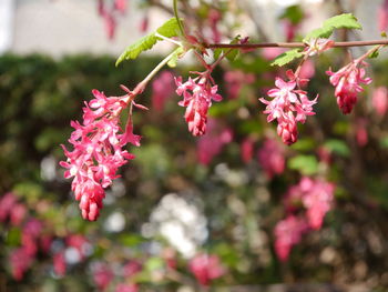 Close-up of pink flowering plant