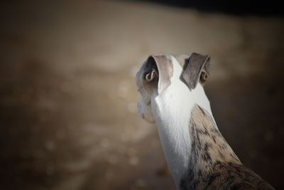 Close-up of a bird