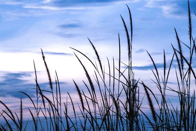 Close-up of grass against sky