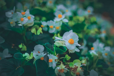 Close-up of white flowering plant