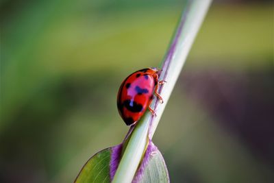 Close-up of ladybug on plant