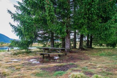 Empty bench on field by trees