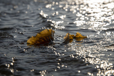 Close-up of kelp in sea