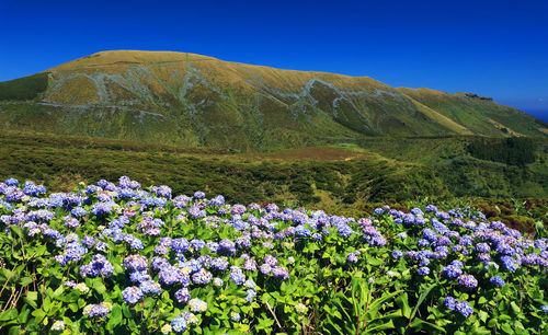 Flowers blooming on field against blue sky