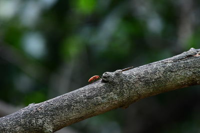 branch
