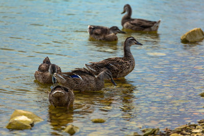 Ducks swimming in lake