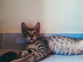 Portrait of cat resting on floor