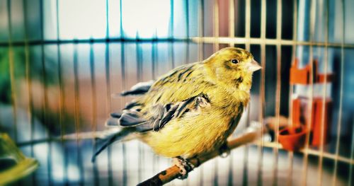 Close-up of owl perching in cage