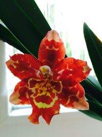 Close-up of red flower