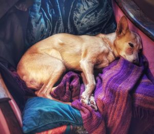 High angle view of dog sleeping on purple