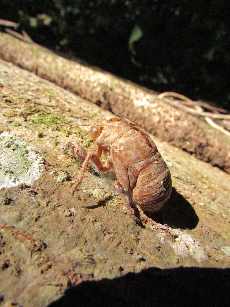 animal themes, animal, animal wildlife, one animal, wildlife, nature, no people, insect, close-up, macro photography, day, sunlight, outdoors, leaf, reptile, focus on foreground, high angle view