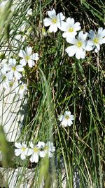 Close-up of flowers blooming in spring