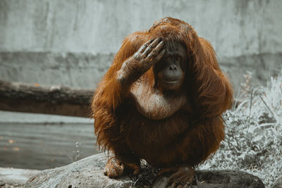 An orangutan sitting on a rock in the zoo