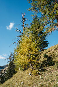 Low angle view of tree against sky