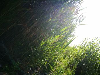 Scenic view of grassy field against sky