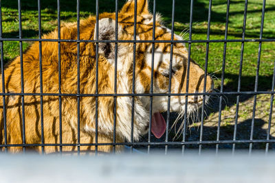 A yawning tiger close-up shot at an animal park in issaquah, wasington.