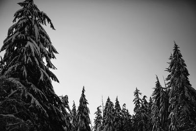 Low angle view of trees against sky