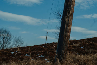 Low angle view of trees on field against sky