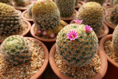 Close-up of succulent plant in market