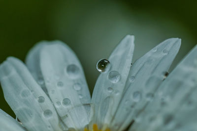 Close-up of wet flower