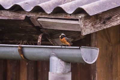 Close-up of bird perching on wood