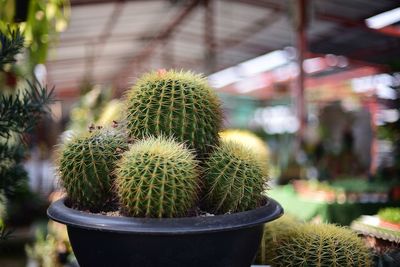 Close-up of cactus plant in greenhouse