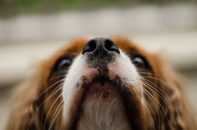 Cavalier dog close up dog