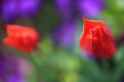 Close-up of red flower blooming outdoors