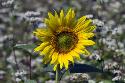 Close-up of sunflower on field