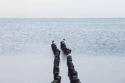 High angle view of seagulls perching on wooden posts in sea against clear sky