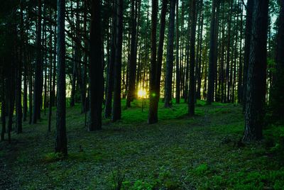 Trees in forest