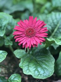 Close-up of pink flower