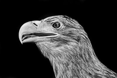 Close-up of a hawk head with black background