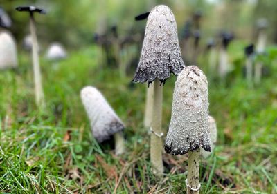 Close-up of mushrooms growing on field