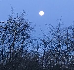 Low angle view of bare tree against sky at night