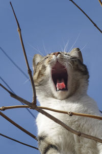 Low angle view of cat yawning against clear sky