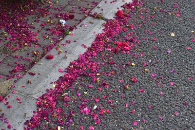 Close-up of pink flowers