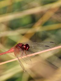 Close-up of insect on leaf