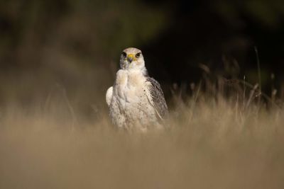 Close-up of a bird looking away